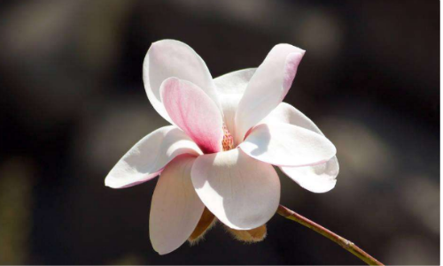木兰花的花语是什么  没想到木兰花还有这么好的寓意