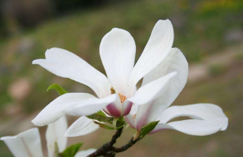 木兰花的花语是什么  没想到木兰花还有这么好的寓意