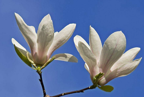 木兰花的花语是什么  没想到木兰花还有这么好的寓意