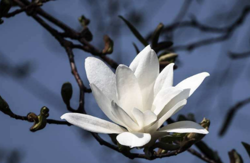 木兰花的花语是什么  没想到木兰花还有这么好的寓意