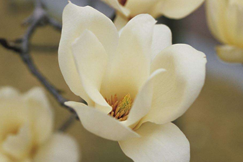 木兰花的花语是什么  没想到木兰花还有这么好的寓意