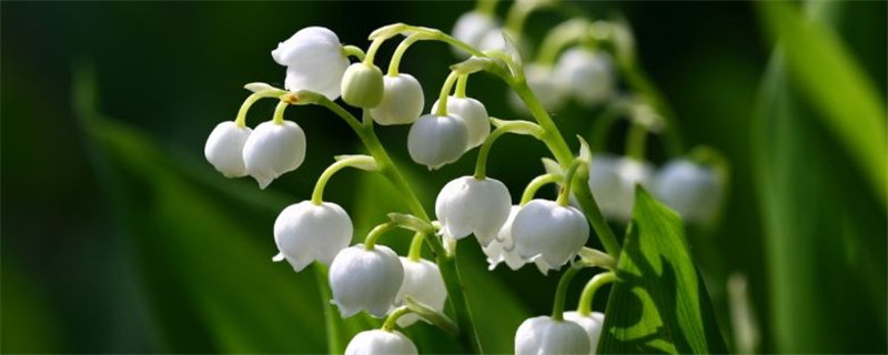 风铃花花语是什么