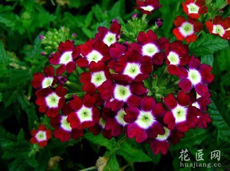 美人樱的花语是什么？