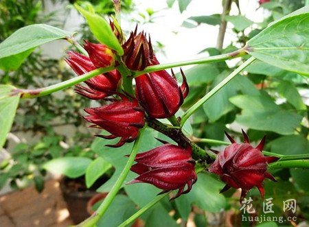 玫瑰茄的传说 玫瑰茄花语
