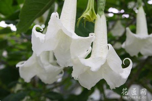 白色曼陀罗花语是什么？