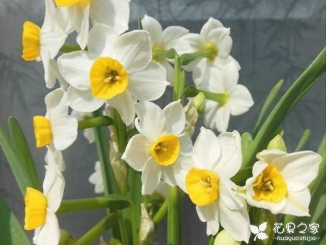 水仙花这样的花语，赶快看一看吧，非常的美妙！