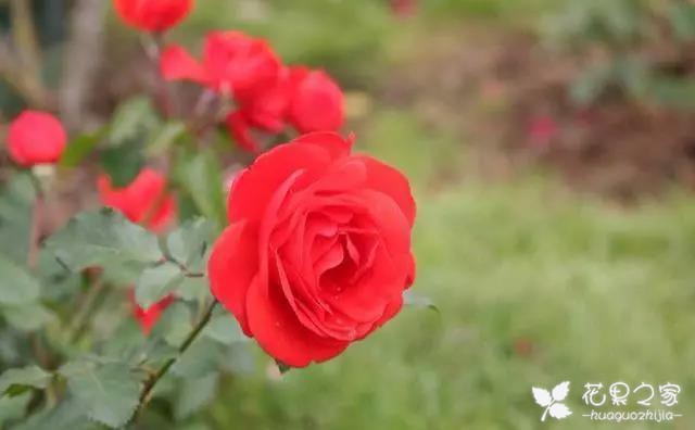 每种花代表不同的花语，玫瑰象征爱情，教你在家养盆玫瑰花