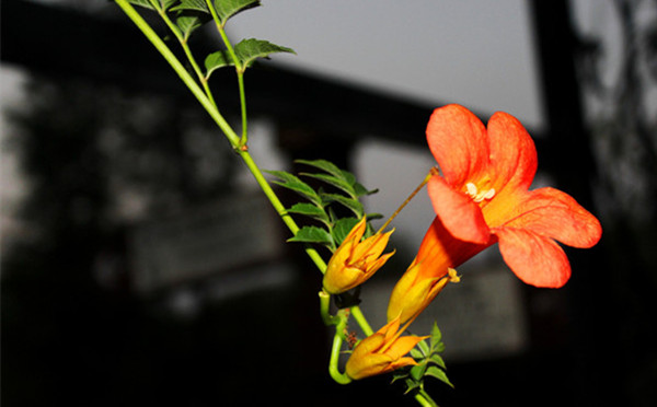 凌霄花的花语及传说凌霄花的花语