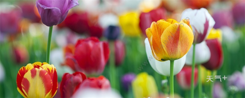 郁金香的花语 郁金香的花语是什么