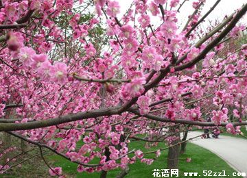梅花的花语_花语大全
