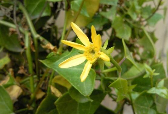 长春藤开花吗，长春藤花语是什么/7-11月开花/花语情感