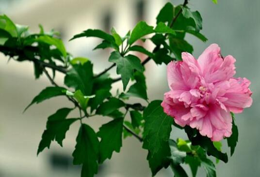 木槿花花语是什么，朝开暮落预示温柔的坚持/永恒的美丽