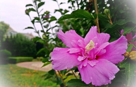 木槿花花语是什么，朝开暮落预示温柔的坚持/永恒的美丽