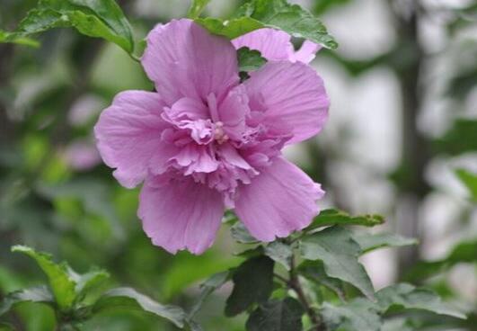 木槿花花语是什么，朝开暮落预示温柔的坚持/永恒的美丽