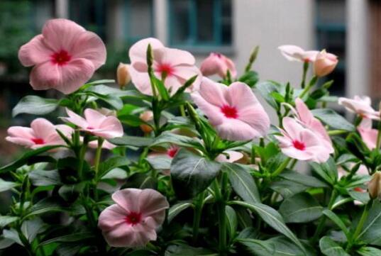 长春花的花语是什么，长春花的传说故事/愉快的回忆