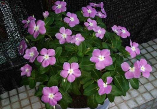 长春花的花语是什么，长春花的传说故事/愉快的回忆