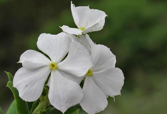 长春花的花语是什么，长春花的传说故事/愉快的回忆