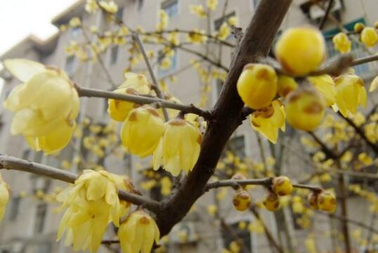 腊梅花花语是什么，腊梅花的寓意/坚贞不屈/高风亮节