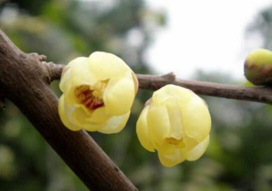 腊梅花花语是什么，腊梅花的寓意/坚贞不屈/高风亮节