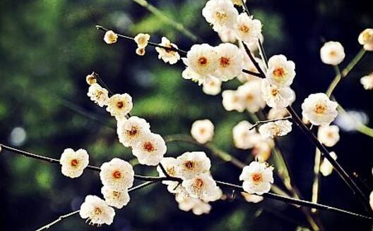 腊梅花花语是什么，腊梅花的寓意/坚贞不屈/高风亮节