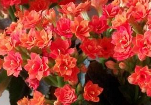 长寿花花语是什么 多久浇一次水