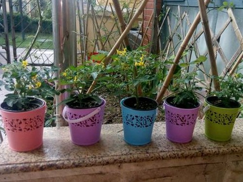 番茄种植分类及环境要求
