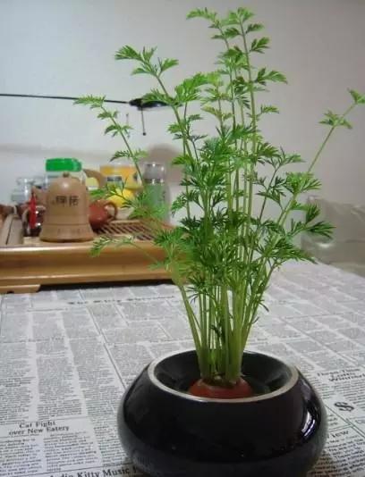 胡萝卜也能做 盆栽？