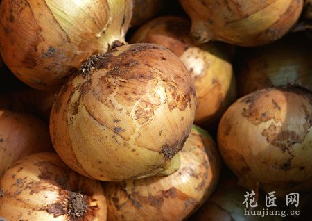 洋葱常见病害及防治