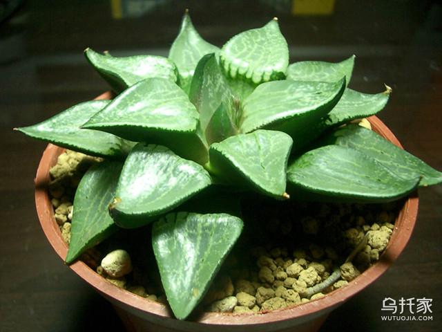 冬天多肉植物怎么养 多肉植物冬天怎么浇水