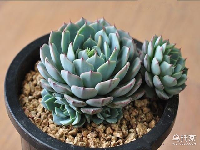 冬天多肉植物怎么养 多肉植物冬天怎么浇水