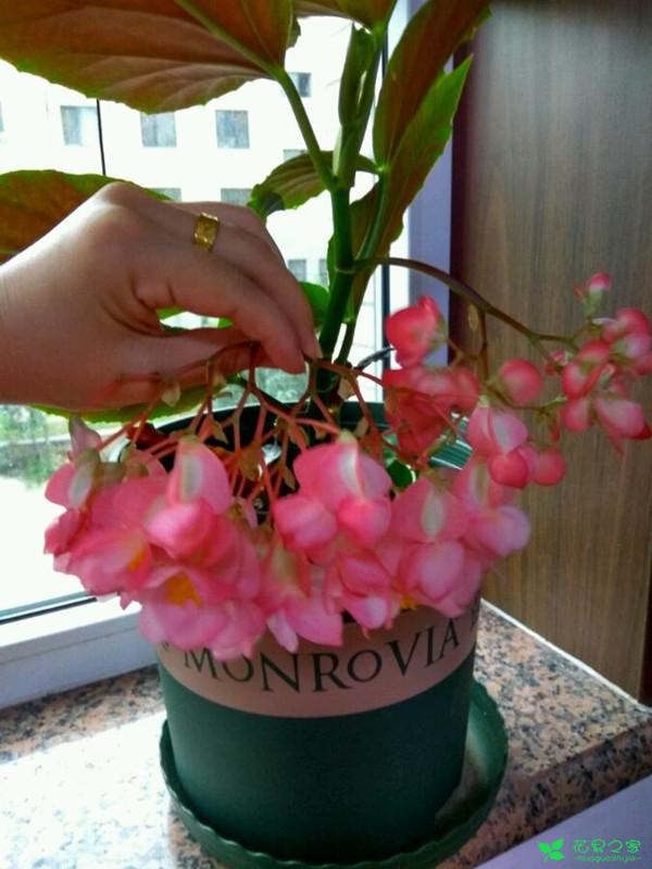 冬天别养绿萝多肉，此盆栽美丽好养，四季着花爆盆，号称着花呆板 。。。