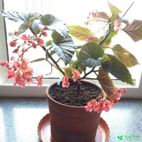 冬天别养绿萝多肉，此盆栽美丽好养，四季着花爆盆，号称着花呆板 。。。