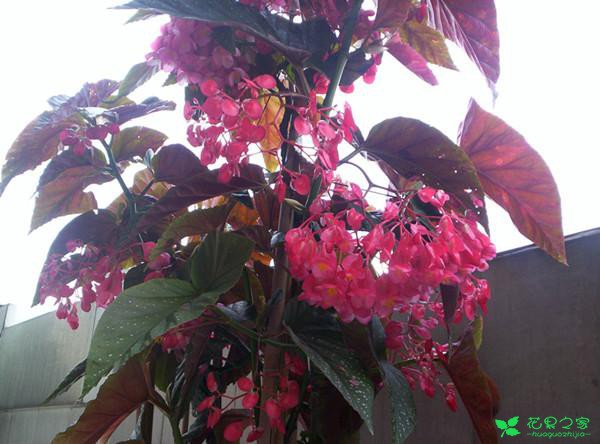 冬天别养绿萝多肉，此盆栽美丽好养，四季着花爆盆，号称着花呆板 。。。