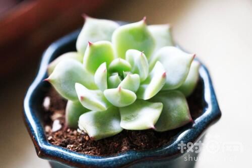 吉娃娃夏天养护的5种方法