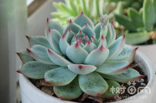 吉娃娃夏天养护的5种方法