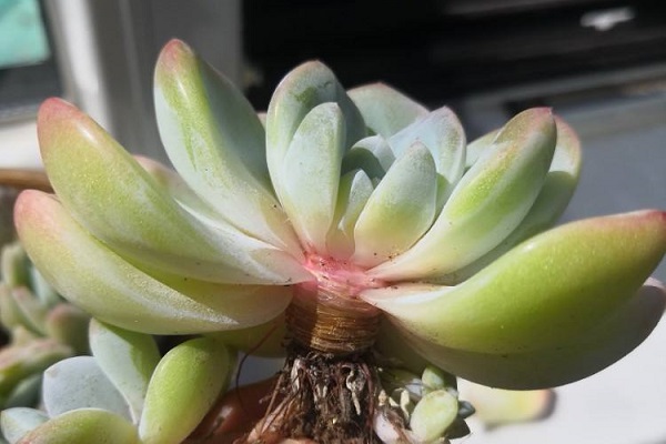 夏天多肉化水是什么原因 要如何预防
