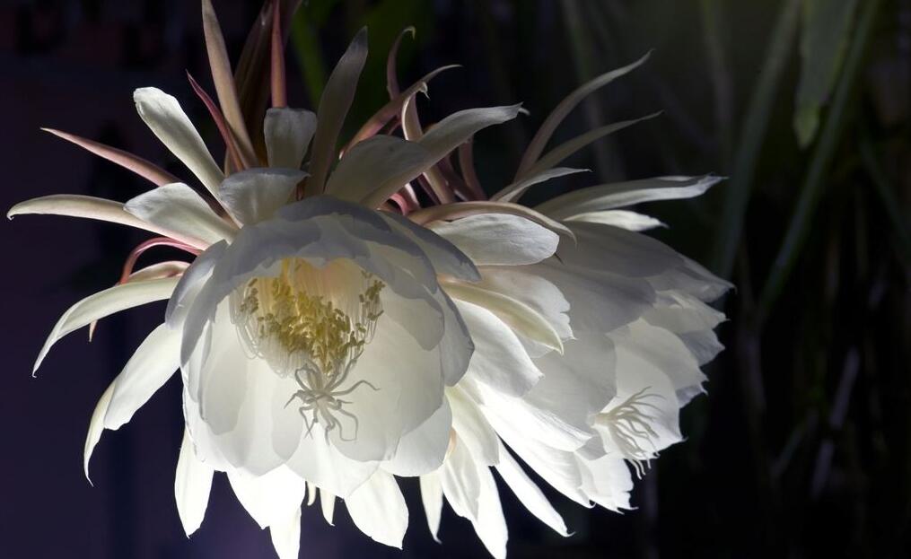 昙花秋天怎么养护？昙花秋天养护的方法
