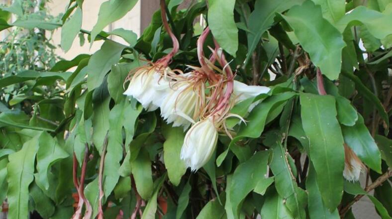 昙花秋天怎么养护？昙花秋天养护的方法