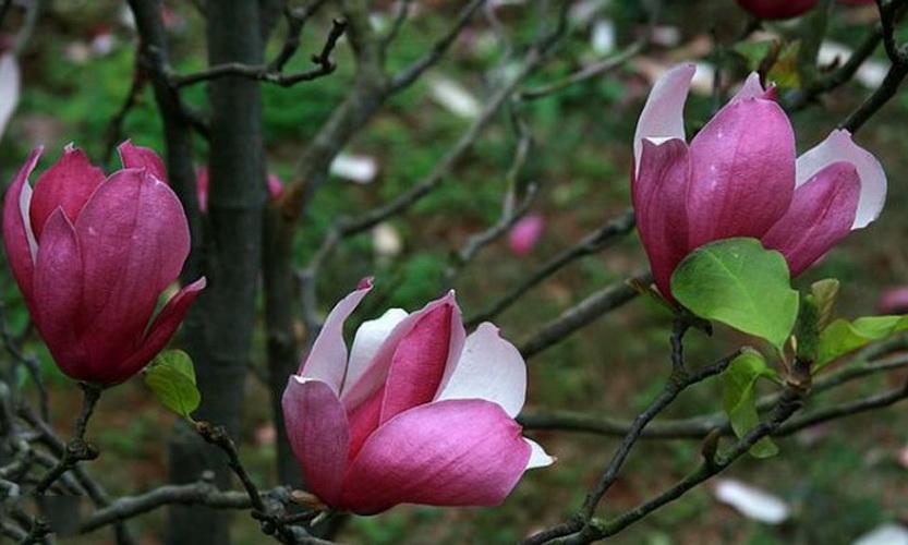 冬季可以观花的植物——二乔木兰