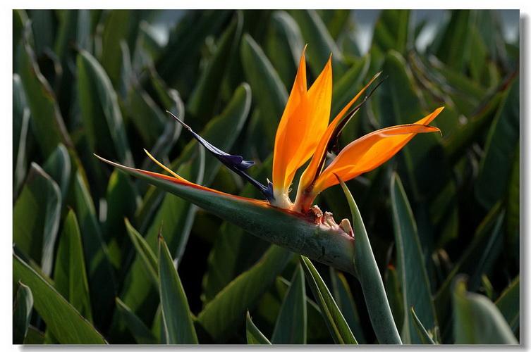 冬季可以观花的植物——鹤望兰