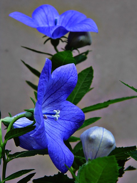 浪漫的紫色花合集