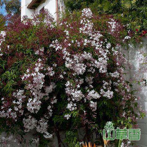 最香的爆花爬藤植物—多花素馨