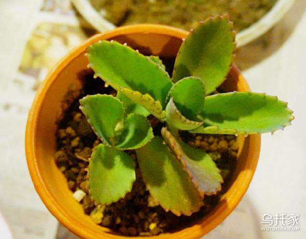 多肉植物不死鸟图片及价格