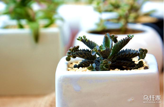 多肉植物不死鸟图片及价格