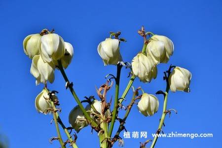 白色丝兰花图片