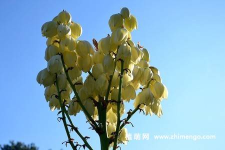 白色丝兰花图片