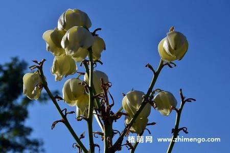 白色丝兰花图片