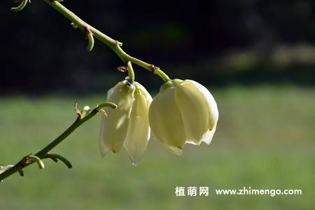 白色丝兰花图片