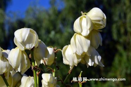 白色丝兰花图片