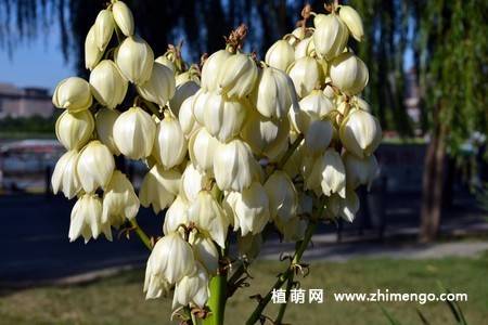 白色丝兰花图片